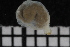 ( - ZMBN_136468)  @11 [ ] Creative Commons BY NC SA (2020) University of Bergen Natural History Collections