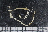 ( - ZMBN_136483)  @11 [ ] Creative Commons BY NC SA (2020) University of Bergen Natural History Collections