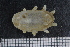  ( - ZMBN_136486)  @11 [ ] Creative Commons BY NC SA (2020) University of Bergen Natural History Collections