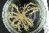 ( - ZMBN_136493)  @11 [ ] Creative Commons BY NC SA (2020) University of Bergen Natural History Collections