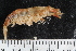  ( - ZMBN_136507)  @11 [ ] Creative Commons BY NC SA (2020) University of Bergen Natural History Collections