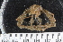  ( - ZMBN_136519)  @11 [ ] Creative Commons BY NC SA (2020) University of Bergen Natural History Collections
