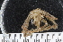  ( - ZMBN_136519)  @11 [ ] Creative Commons BY NC SA (2020) University of Bergen Natural History Collections