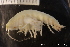  ( - ZMBN_136574)  @11 [ ] Creative Commons BY NC SA (2020) University of Bergen Natural History Collections