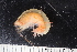  ( - ZMBN_136574)  @11 [ ] Creative Commons BY NC SA (2020) University of Bergen Natural History Collections