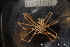  ( - ZMBN_136575)  @11 [ ] Creative Commons BY NC SA (2020) University of Bergen Natural History Collections