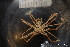  ( - ZMBN_136575)  @11 [ ] Creative Commons BY NC SA (2020) University of Bergen Natural History Collections