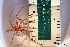  ( - ZMBN_136577)  @11 [ ] Creative Commons BY NC SA (2020) University of Bergen Natural History Collections
