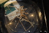 ( - ZMBN_136577)  @11 [ ] Creative Commons BY NC SA (2020) University of Bergen Natural History Collections