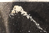  ( - ZMBN_136611)  @11 [ ] Creative Commons BY NC SA (2020) University of Bergen Natural History Collections