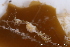  ( - ZMBN_136611)  @11 [ ] Creative Commons BY NC SA (2020) University of Bergen Natural History Collections