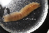  ( - ZMBN_136628)  @11 [ ] Creative Commons BY NC SA (2020) University of Bergen Natural History Collections