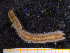  ( - ZMBN_136639)  @11 [ ] Creative Commons BY NC SA (2020) University of Bergen Natural History Collections
