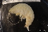  ( - ZMBN_136665)  @11 [ ] Creative Commons BY NC SA (2022) University of Bergen Natural History Collections