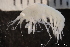  ( - ZMBN_136695)  @11 [ ] Creative Commons BY NC SA (2020) University of Bergen Natural History Collections