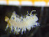  (Psamathe fusca - ZMBN_136768)  @11 [ ] Creative Commons BY NC SA (2020) University of Bergen Natural History Collections