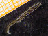  ( - ZMBN_136785)  @11 [ ] Creative Commons BY NC SA (2020) University of Bergen Natural History Collections