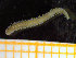  ( - ZMBN_136795)  @11 [ ] Creative Commons BY NC SA (2020) University of Bergen Natural History Collections