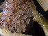  ( - ZMBN_136816)  @11 [ ] Creative Commons BY NC SA (2020) University of Bergen Natural History Collections