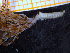  ( - ZMBN_136839)  @11 [ ] Creative Commons BY NC SA (2020) University of Bergen Natural History Collections