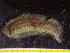  ( - ZMBN_136856)  @11 [ ] Creative Commons BY NC SA (2020) University of Bergen Natural History Collections