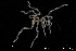  ( - ZMBN_136867)  @11 [ ] Creative Commons BY NC SA (2020) University of Bergen Natural History Collections