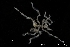  ( - ZMBN_136867)  @11 [ ] Creative Commons BY NC SA (2020) University of Bergen Natural History Collections