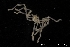  ( - ZMBN_136869)  @11 [ ] Creative Commons BY NC SA (2020) University of Bergen Natural History Collections