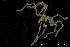  ( - ZMBN_136869)  @11 [ ] Creative Commons BY NC SA (2020) University of Bergen Natural History Collections