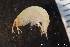  ( - ZMBN_136894)  @11 [ ] Creative Commons BY NC SA (2020) University of Bergen Natural History Collections