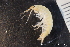  ( - ZMBN_136895)  @11 [ ] Creative Commons BY NC SA (2020) University of Bergen Natural History Collections