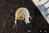  ( - ZMBN_136906)  @11 [ ] Creative Commons BY NC SA (2020) University of Bergen Natural History Collections