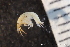  ( - ZMBN_136907)  @11 [ ] Creative Commons BY NC SA (2020) University of Bergen Natural History Collections