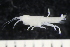  ( - ZMBN_136908_1)  @11 [ ] Creative Commons BY NC SA (2022) University of Bergen Natural History Collections
