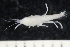  ( - ZMBN_136908_1)  @11 [ ] Creative Commons BY NC SA (2022) University of Bergen Natural History Collections