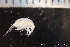  ( - ZMBN_136952)  @11 [ ] Creative Commons BY NC SA (2020) University of Bergen Natural History Collections