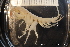  ( - ZMBN_136953)  @11 [ ] Creative Commons BY NC SA (2020) University of Bergen Natural History Collections