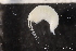  ( - ZMBN_137025)  @11 [ ] Creative Commons BY NC SA (2020) University of Bergen Natural History Collections