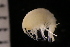  ( - ZMBN_137030)  @11 [ ] Creative Commons BY NC SA (2022) University of Bergen Natural History Collections