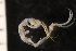  ( - ZMBN_137036)  @11 [ ] Creative Commons BY NC SA (2022) University of Bergen Natural History Collections