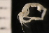  ( - ZMBN_137039)  @11 [ ] Creative Commons BY NC SA (2022) University of Bergen Natural History Collections