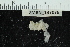  (Leucosolenia botryoides - ZMBN_137076)  @11 [ ] Creative Commons BY NC SA (2021) University of Bergen Natural History Collections