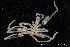  ( - ZMBN_137834)  @11 [ ] Creative Commons BY NC SA (2020) University of Bergen Natural History Collections