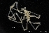  ( - ZMBN_137838)  @11 [ ] Creative Commons BY NC SA (2020) University of Bergen Natural History Collections