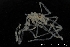  ( - ZMBN_137848)  @11 [ ] Creative Commons BY NC SA (2020) University of Bergen Natural History Collections