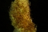  ( - ZMBN_138003)  @11 [ ] CreativeCommons BY NC SA (2021) University of Bergen Natural History Collections