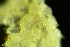  ( - ZMBN_138047)  @11 [ ] CreativeCommons BY NC SA (2021) University of Bergen Natural History Collections