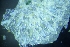  ( - ZMBN_138057)  @11 [ ] CreativeCommons BY NC SA (2021) University of Bergen Natural History Collections