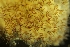  ( - ZMBN_138078)  @11 [ ] CreativeCommons BY NC SA (2021) University of Bergen Natural History Collections