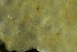  ( - ZMBN_138097)  @11 [ ] CreativeCommons BY NC SA (2021) University of Bergen Natural History Collections